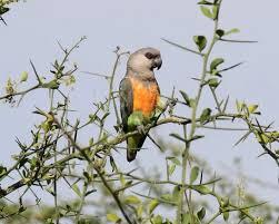 Poicephalus